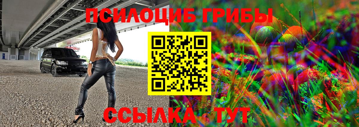 Галлюциногенные грибы Psilocybe Курчатов